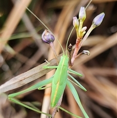 Caedicia simplex at Gundaroo, NSW - 5 Dec 2024 09:19 AM