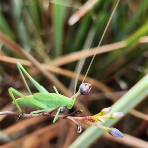 Caedicia simplex at Gundaroo, NSW - 5 Dec 2024 09:19 AM