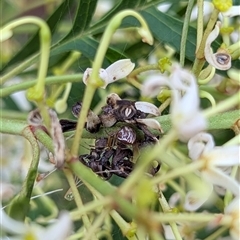 Theridion pyramidale at Mount Kembla, NSW - 6 Dec 2024 by BackyardHabitatProject