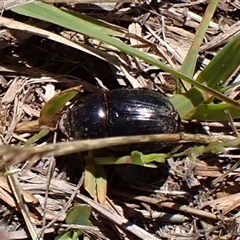 Dynastinae (subfamily) at Cook, ACT - 2 Dec 2024 11:44 AM