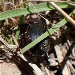 Dynastinae (subfamily) at Cook, ACT - 2 Dec 2024 11:44 AM