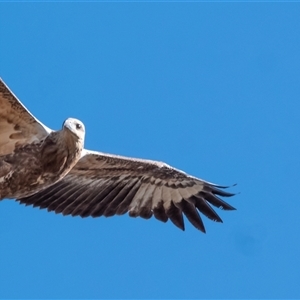 Hieraaetus morphnoides at Strathnairn, ACT by Untidy