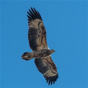 Aquila audax at Strathnairn, ACT - 15 Jul 2022