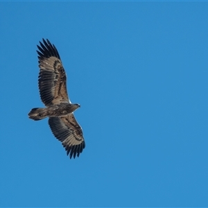 Aquila audax at Strathnairn, ACT - 15 Jul 2022