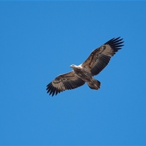 Aquila audax at Strathnairn, ACT - 15 Jul 2022