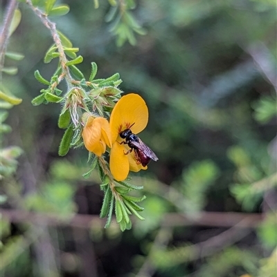 Exoneura sp. (genus) (A reed bee) at Mount Kembla, NSW - 7 Dec 2024 by BackyardHabitatProject