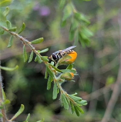 Simosyrphus grandicornis (Common hover fly) at Mount Kembla, NSW - 7 Dec 2024 by BackyardHabitatProject