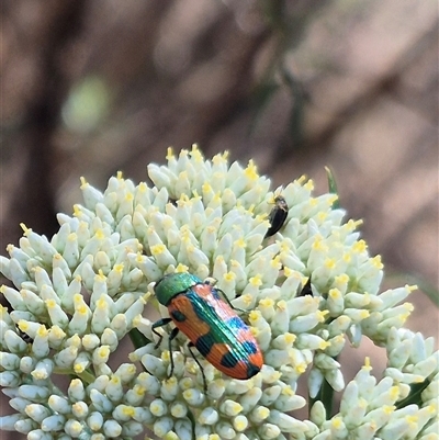 Castiarina scalaris (Scalaris jewel beetle) at Bungendore, NSW - 7 Dec 2024 by clarehoneydove