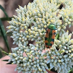 Castiarina scalaris at Bungendore, NSW - suppressed