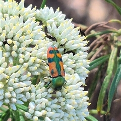 Castiarina scalaris at Bungendore, NSW - suppressed