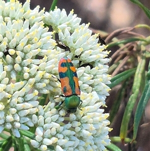 Castiarina scalaris at Bungendore, NSW - suppressed