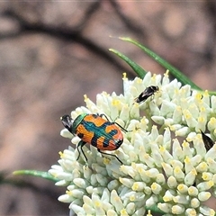 Castiarina scalaris at Bungendore, NSW - suppressed