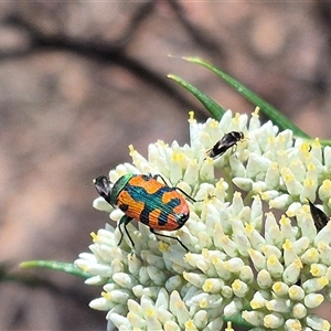 Castiarina scalaris at Bungendore, NSW - suppressed