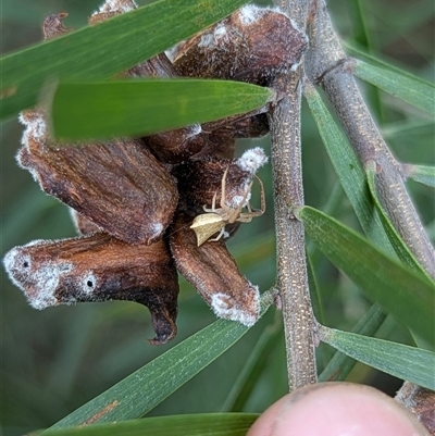 Sidymella sp. (genus) at Mount Kembla, NSW - 7 Dec 2024 by BackyardHabitatProject