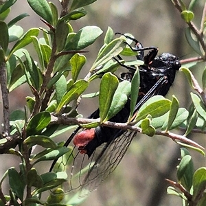 Yoyetta sp. (genus) at Bungendore, NSW - 7 Dec 2024