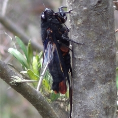 Yoyetta sp. (genus) at Bungendore, NSW - 7 Dec 2024