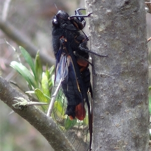 Yoyetta sp. (genus) at Bungendore, NSW - 7 Dec 2024