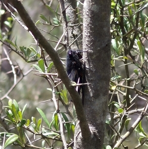 Yoyetta sp. (genus) at Bungendore, NSW - 7 Dec 2024