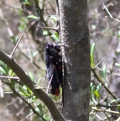 Yoyetta sp. (genus) at Bungendore, NSW - 7 Dec 2024