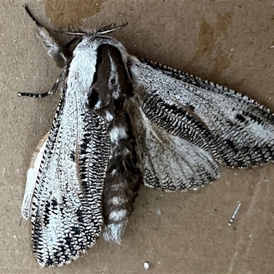 Endoxyla (genus) (Unknown Wood Moth) at Prospect, TAS - 6 Dec 2024 by YRD