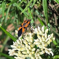 Spilostethus pacificus (Milkweed bug) at Bungendore, NSW - 7 Dec 2024 by clarehoneydove