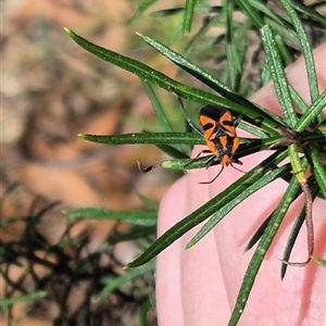 Spilostethus pacificus at Bungendore, NSW - 7 Dec 2024