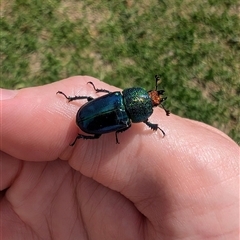 Lamprima aurata (Golden stag beetle) at Nicholls, ACT - 7 Dec 2024 by EmmaCook