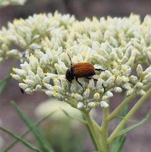 Phyllotocus kingii at Bungendore, NSW - suppressed