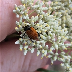 Phyllotocus kingii at Bungendore, NSW - suppressed