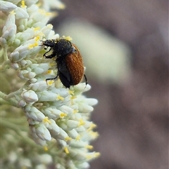 Phyllotocus kingii at Bungendore, NSW - suppressed