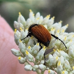 Phyllotocus kingii at Bungendore, NSW - suppressed