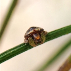 Dolophones sp. (genus) at Cook, ACT - 15 Nov 2024 11:02 AM