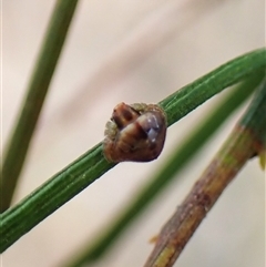 Dolophones sp. (genus) at Cook, ACT - 15 Nov 2024