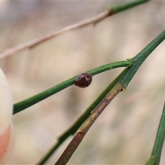 Dolophones sp. (genus) at Cook, ACT - 15 Nov 2024