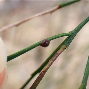 Dolophones sp. (genus) at Cook, ACT - 15 Nov 2024 11:02 AM