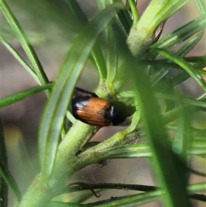 Phyllotocus navicularis (Nectar scarab) at Bungendore, NSW by clarehoneydove