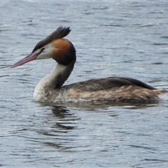 Podiceps cristatus (Great Crested Grebe) at Bonython, ACT - 7 Dec 2024 by LinePerrins