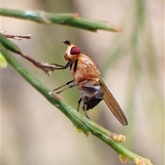 Lauxaniidae (family) at Cook, ACT - 15 Nov 2024