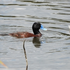 Oxyura australis (Blue-billed Duck) at Bonython, ACT - 7 Dec 2024 by LineMarie