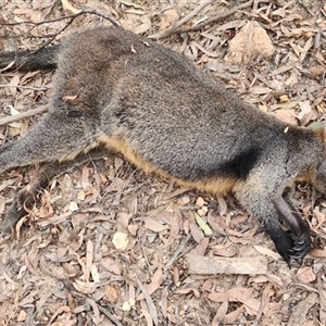 Wallabia bicolor at Gundaroo, NSW - 3 May 2024 04:38 PM