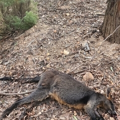 Wallabia bicolor at Gundaroo, NSW - 3 May 2024 04:38 PM