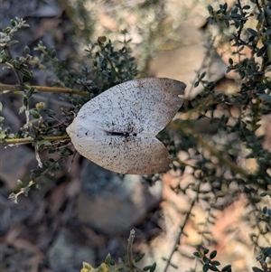 Gastrophora henricaria (Fallen-bark Looper, Beautiful Leaf Moth) at Deakin, ACT by WalterEgo