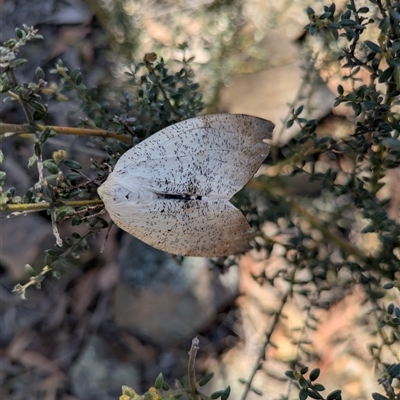 Gastrophora henricaria (Fallen-bark Looper, Beautiful Leaf Moth) at Deakin, ACT - 7 Dec 2024 by WalterEgo