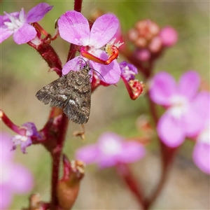 Unidentified Pyralid or Snout Moth (Pyralidae & Crambidae) at Tharwa, ACT by DPRees125