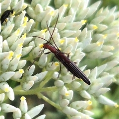 Syllitus rectus (Longhorn beetle) at Bungendore, NSW - 7 Dec 2024 by clarehoneydove