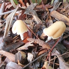 Unidentified Cap on a stem; gills below cap [mushrooms or mushroom-like] by jmcleod