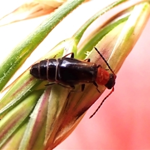 Carphurini sp. (tribe) at Cook, ACT - 11 Nov 2024 02:43 PM