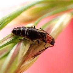 Carphurini sp. (tribe) at Cook, ACT - 11 Nov 2024 02:43 PM