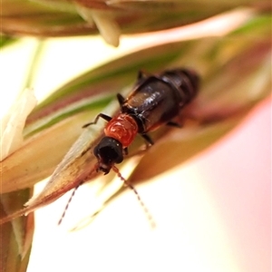 Carphurini sp. (tribe) at Cook, ACT - 11 Nov 2024 02:43 PM