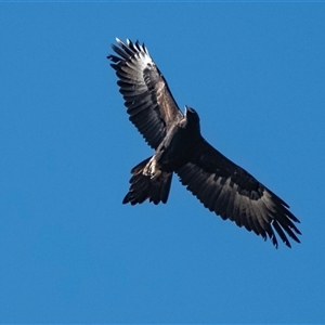 Aquila audax (Wedge-tailed Eagle) at Strathnairn, ACT by Untidy